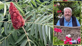 SUMAC DE VIRGINIE  ARBUSTE EN VELOURS AUX FEUILLES DE FEU EN AUTOMNE Le Quotidien du Jardin N°235 [upl. by Riva897]