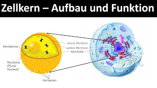 Zellkern  Nucleolus  Aufbau und Funktion Zellorganellen Teil 2  Biologie Oberstufe [upl. by Earissed493]