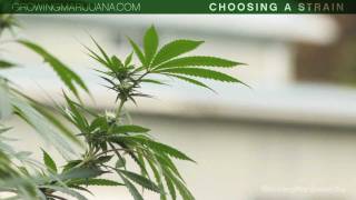 Ohio receives nearly 220 applications for dualuse marijuana licenses [upl. by Areid]