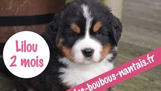 Chiot bouvier bernois 6 semaines [upl. by Ihn]