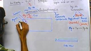 Immunoelectrophoresis [upl. by Nybor]