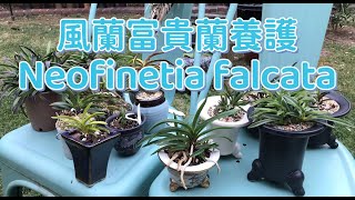 Neofinetia falcata 風蘭 富貴蘭 養護 植料 春天 寶石根是看點 [upl. by Mellman619]