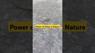 quotIncredible Teamwork of Ants Moving a Lizard 🐜💪  Power of Unity in Nature [upl. by Nevetse514]