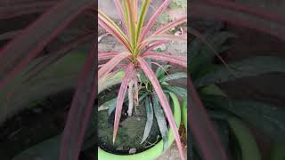 Dracaena angustifoliahomegardenviralshorts [upl. by Drofhsa979]