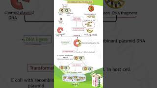 Recombinant DNA Technology II class12 biology neet [upl. by Lenoj]