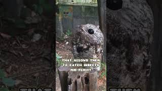 Potoo Ghost owl facts potoo ghostbird owl funfacts birds [upl. by Phelgon]