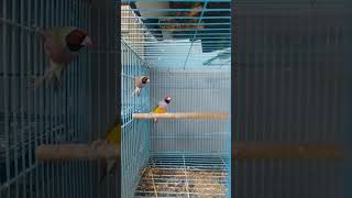 Sepasang Gould Amadine Siap Termak gouldamadine finches finchbird lovebirds [upl. by Serena]