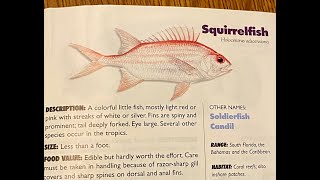 Can you eat Squirrelfish [upl. by Saxet440]