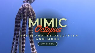 The Mimic Octopus  impersonates jellyfish flatfish and snake and mystery shapes [upl. by Ahsiekahs]