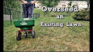 How To Overseed An Existing Lawn  Fall Lawn Renovation and Overseeding Step 4 [upl. by Kcirded]