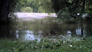 Ducks at French Broad River [upl. by Wood]