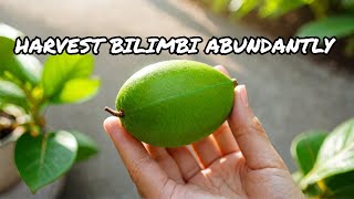 Grow Bilimbi Plant Like a PRO in 2024 [upl. by Emmalyn]