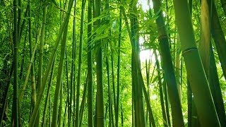 Bamboo Forest Wind Sounds  White Noise for Studying Sleeping Relaxation  10 Hours [upl. by Rolyab646]