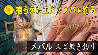 エビ撒き釣り【近所で採捕した川エビでメバルを釣るサバイバル】貧困ロマンチックの原点！お金をかけない魚釣り！貧乏オジの釣りブログep026 [upl. by Eladnar]