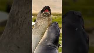 why do seals fight wildanimals shorts [upl. by Gwennie523]