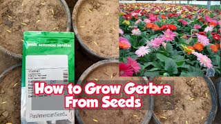 How To Grow Gerbera From Seeds For Free  FULL INFORMATION [upl. by Latisha]