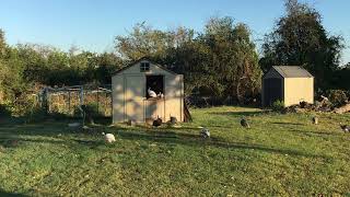 Guinea Fowl and Guinea Fowl Keets [upl. by Kirby]