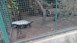 Extreme locomotory stereotypic behaviour in captive honey badgers Mellivora capensis [upl. by Eelanej]