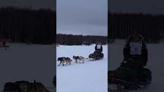 Alaska Iditarod 2024 Willow Alaska iditarod2024 iditarod alaska mushers alaskanmalamute [upl. by Ahen948]