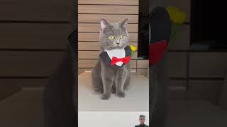 My cat Nika doesnt like the dog 🐩🐩 cat tomcats funny Viratblog38 [upl. by Dibru577]