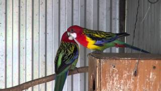 Eastern Rosellas Golden Mantle  BirdSpyAus [upl. by Nywloc]