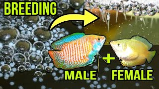 GOURAMI FISH BREEDING AZ FULL GUIDE IN HINDI  BETTA FISH BREEDING  GUPPY FISH BREEDING  GOLDFISH [upl. by Bonar]