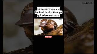 Lornithorynque est lanimal le plus étrange qui existe sur terre shorts animals platypus nature [upl. by Bible]