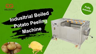 Commercial Boiled Potato Peeling MachineIndustrial Boiled Potato Peeler Manufacturer and Supplier [upl. by Pip]