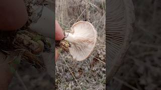 Présentation  La Pleurote du Panicaut Pleurotus Eryngii mushroom cepes nature fungi aveyron [upl. by Anenahs329]