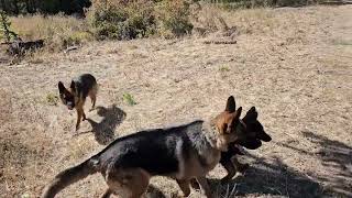 Shef DDR  WEST lines German shepherd puppy full of spunk with strong nerves [upl. by Anoek]