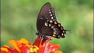 Metamorphosis Spicebush Swallowtail Complete Life Cycle [upl. by Adnilym]