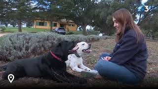 La Catalogne se préoccupe du bienêtre animal [upl. by Hofstetter212]