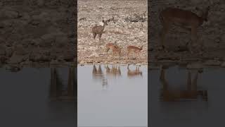 Springboks and a Kudu at Etosha National Park Namibia [upl. by Ahsiri]