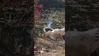 Geese On The Rail Trail railtrail [upl. by Ahseinaj]