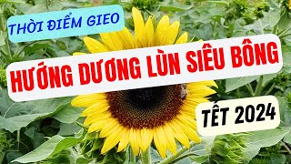 Thời gian gieo hoa Hướng Dương Lùn siêu bông tết 2024 [upl. by Theo]