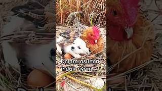 Doggy kecil begitu nyaman disamping induk ayam [upl. by Moreno]