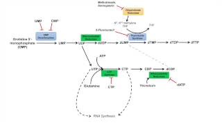 Pyrimidine Synthesis and Salvage Pathway [upl. by Rickard]