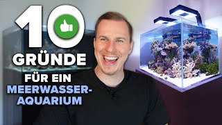 10 Gründe warum du dir ein MEERWASSERAQUARIUM kaufen solltest [upl. by Madelena]