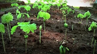 How to grow a forest in your backyard  Shubhendu Sharma [upl. by Itirp]