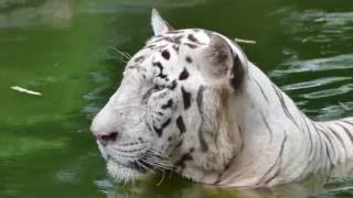 A trip to Zoo Negara Kuala Lumpur 吉隆坡国家动物园 4K UHD [upl. by Herminia]