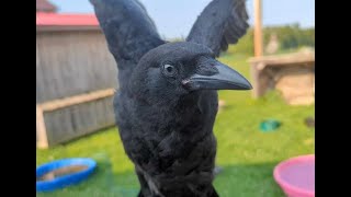 Baby Crow Hanging Out With The Pet Turkeys And Geese [upl. by Eifos253]