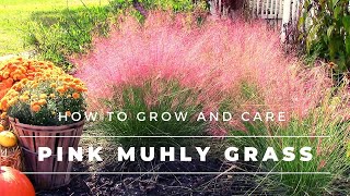 Pink Muhly Grass  How to Grow and Care for Muhlenbergia capillaris  Gulf Muhly [upl. by Sualocin830]