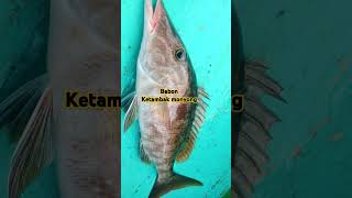 Jgn lupa mancing ☺☺ fishing shortvideo [upl. by Bronwen]