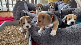 Beagle Puppy Army Fighting amp Howling [upl. by Lail]