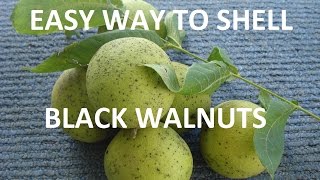 How to Harvest and Shell Black Walnuts [upl. by Risteau]