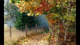 Hillcrest Heights Trail Greenway Autumn Paths Salmon Arm BC Canada [upl. by Efron]