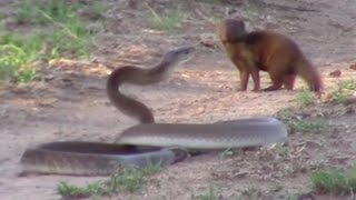 Brave Mongoose Tackles Lethal Black Mamba Snake [upl. by Debora]