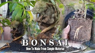 How To Make Bonsai Tree therisingofroninbonsai bonsai plants [upl. by Osgood]