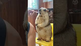 Marmot experiences eating with a spoon [upl. by Marmaduke]