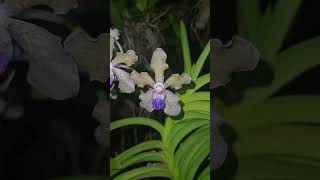 Vanda tessellata nature orchidworld orchids naturephotography orchidgarden orchid [upl. by Teage808]